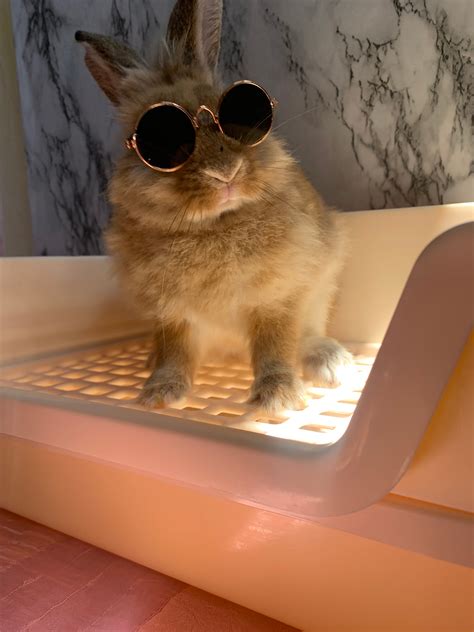 metal rabbit litter box|bumbox rabbit.